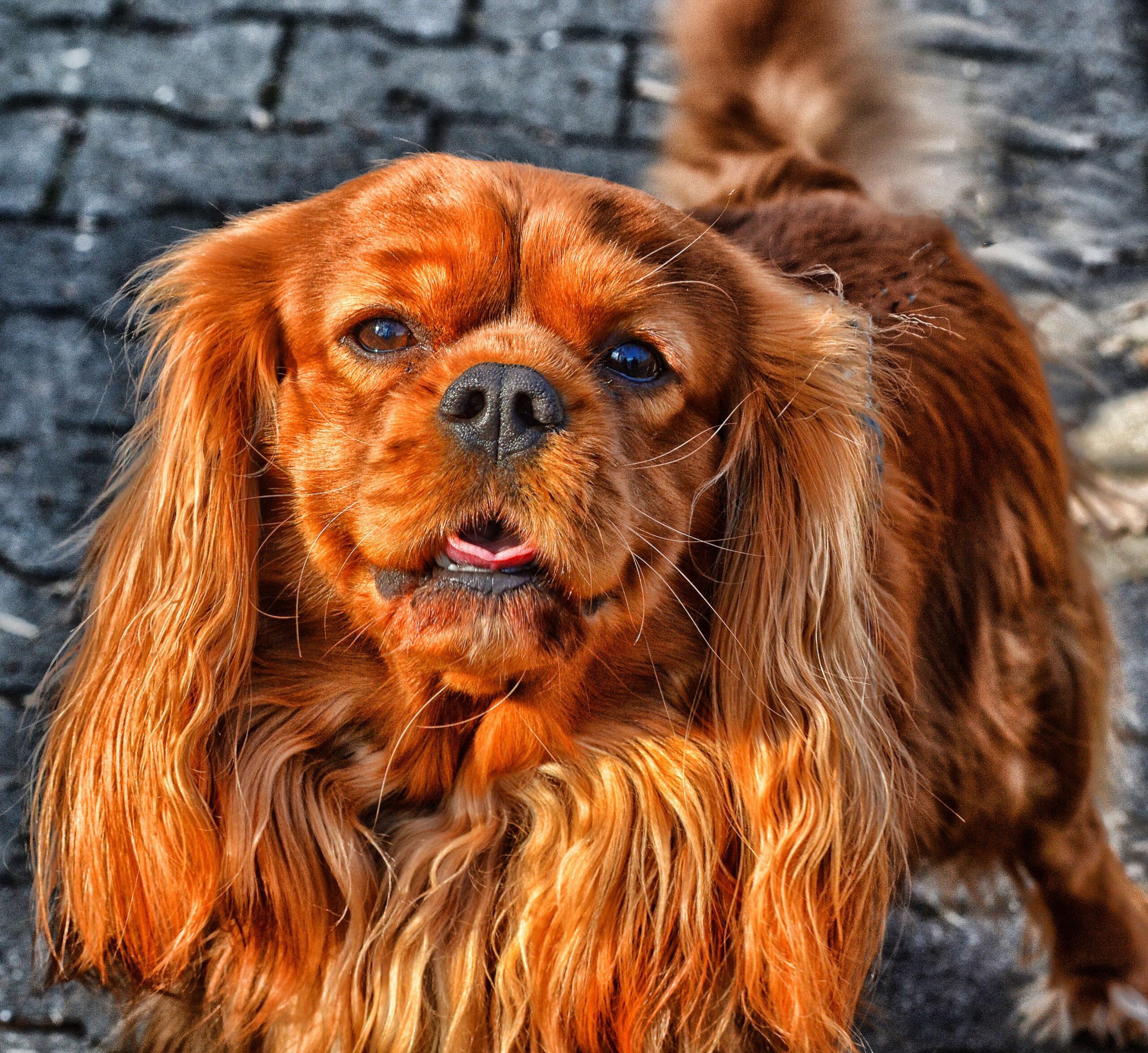 marys_fotos-dog-6941774