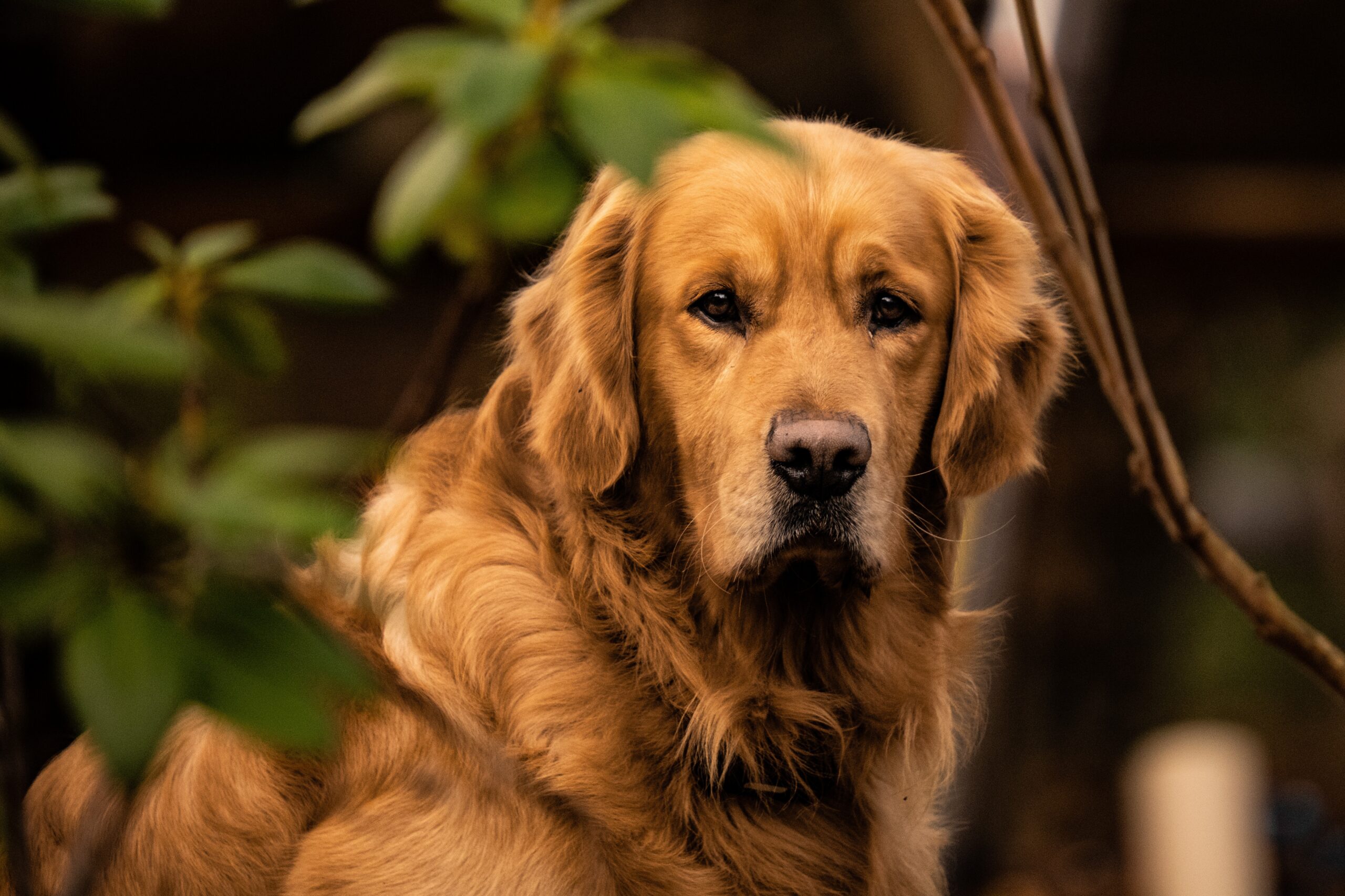 rodolphe_sgt-dog-6997211