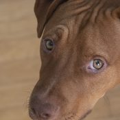 jidaley-pitbull-4373550